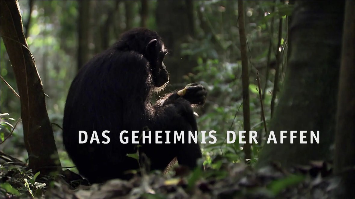 DAS GEHEIMNIS DER AFFEN