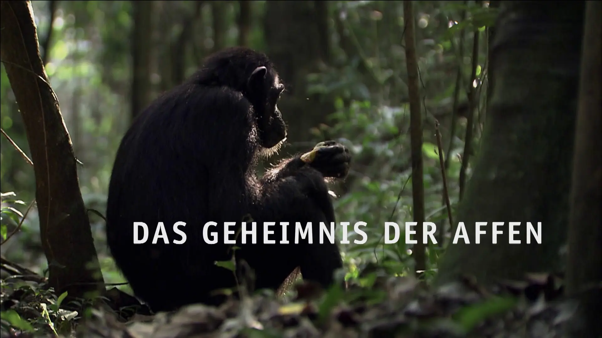 Das Geheimnis der Affen – Bild 1