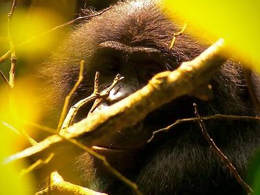 PLANET E. - DIE AFFENAPOTHEKE. MEDIZIN AUS DEM URWALD