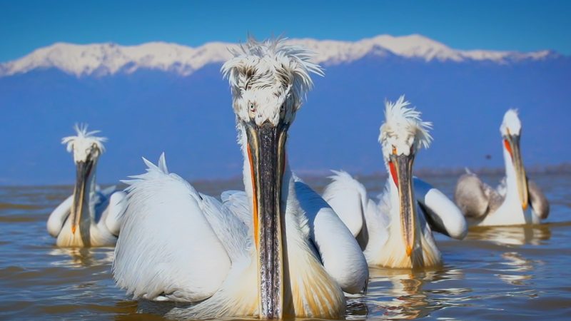 Kielings Wilde Welt – Wildnis in Gefahr